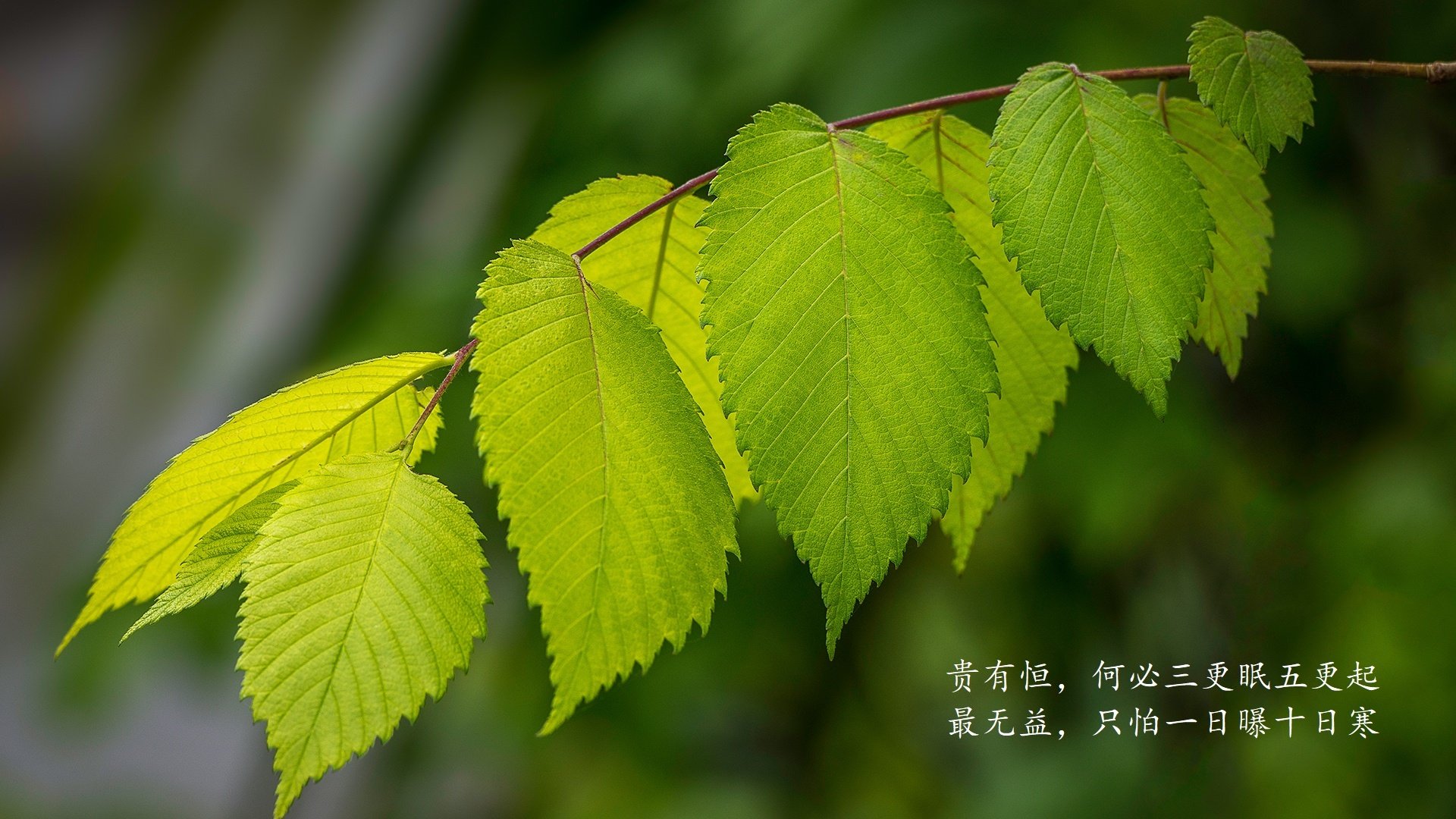 AYX体育官网-_国际羽毛球联合会大奖赛落幕，高手云集_，国际羽毛球联合会排名