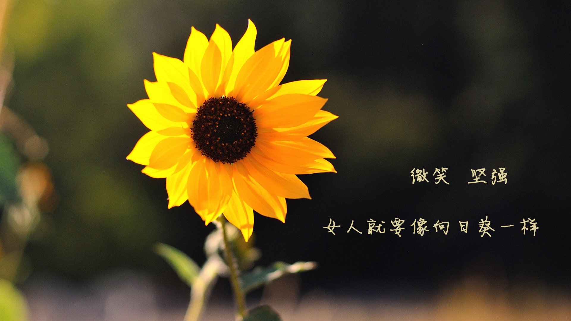 伊朗男足在巴黎奥运会上获得银牌，创历史，伊朗男足名单