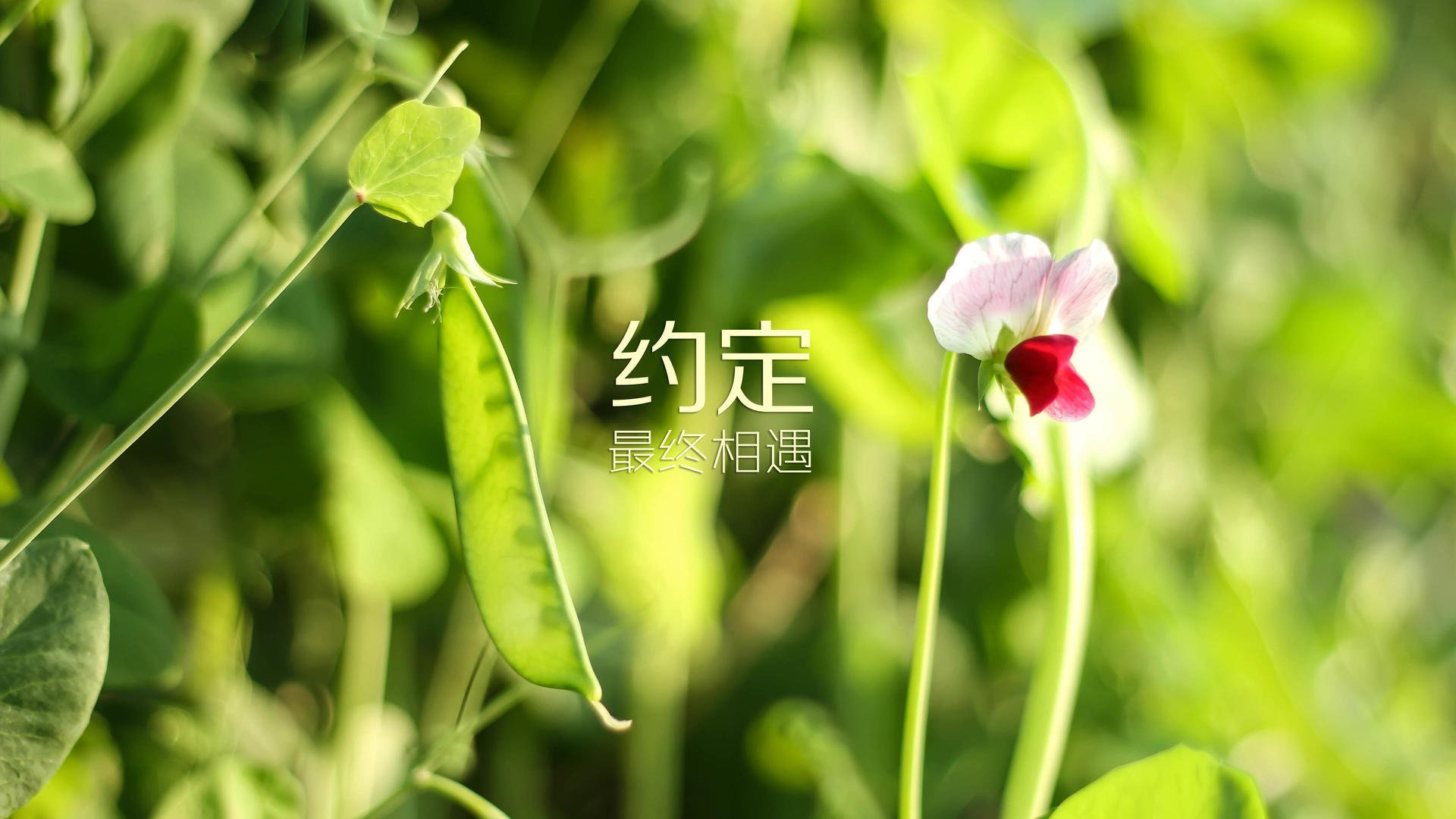 莱比锡客场-战胜科隆，奥尔莫尔进球梅开二度，莱比锡中场莱默尔