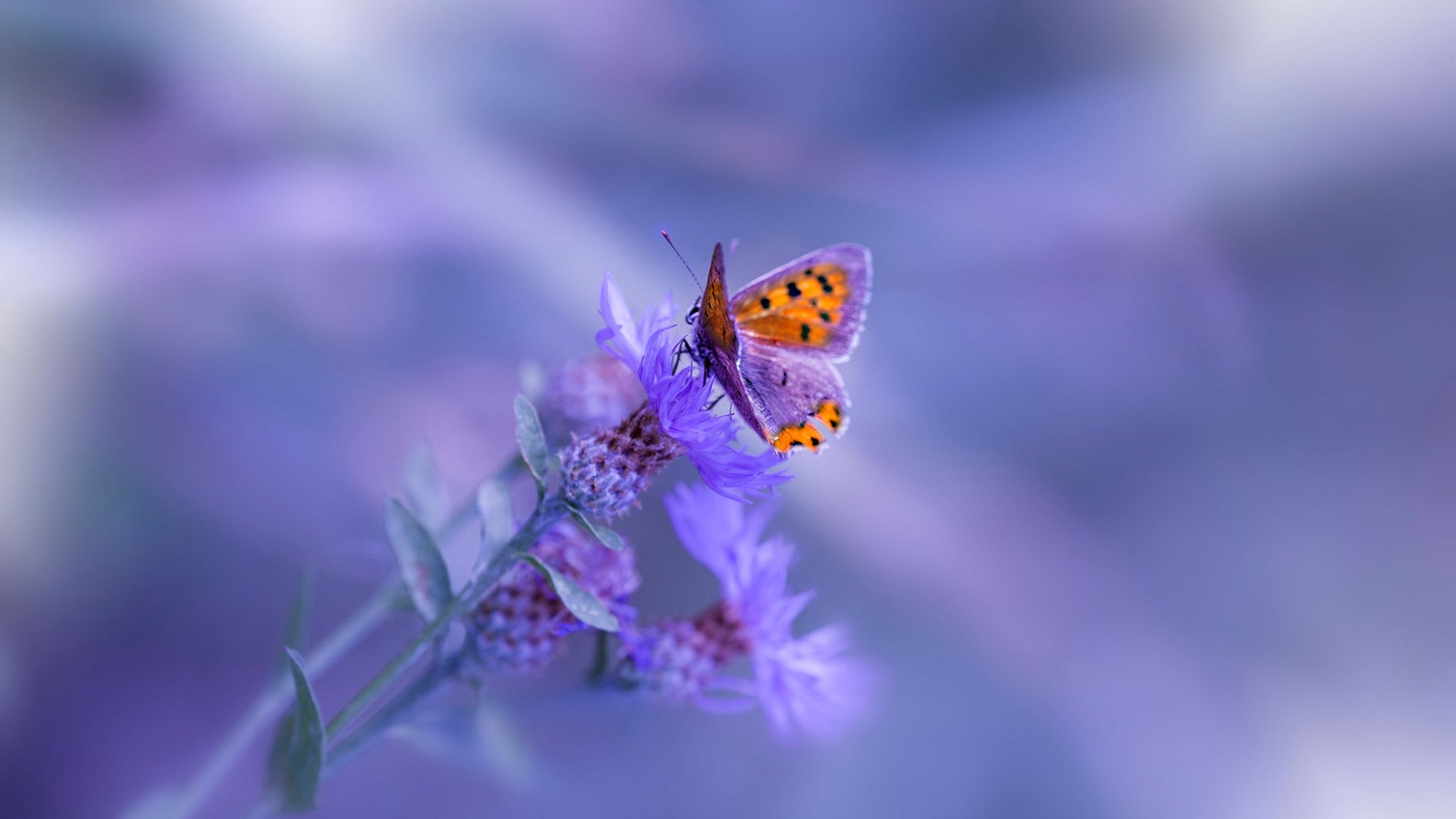 100米自滑行距离数据对比,一百米速滑跑道