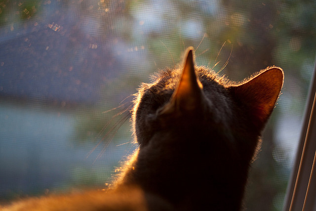 博卡需引入高水平中场，提升控球能力，博卡啥意思