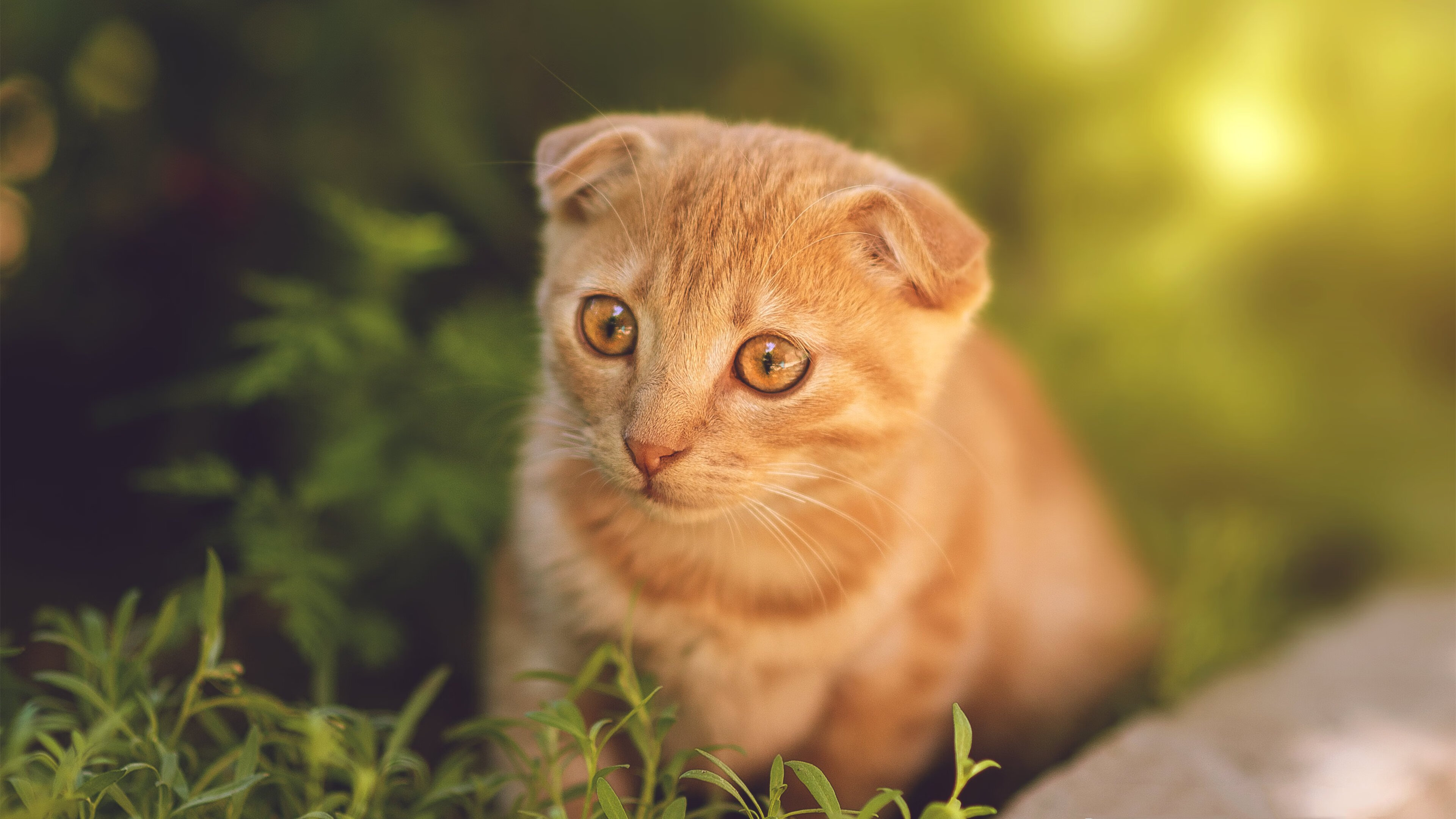 爱游戏体育app-国家队缺乏技战术创新，国家队存在