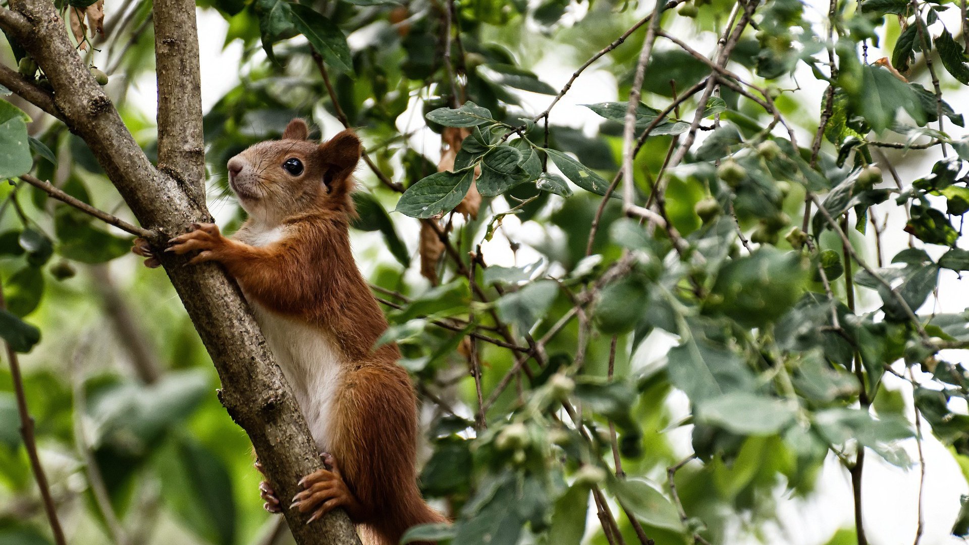 塞内加尔男篮在非洲锦标赛中奋明一战,争夺荣耀,塞内加尔篮球队名单