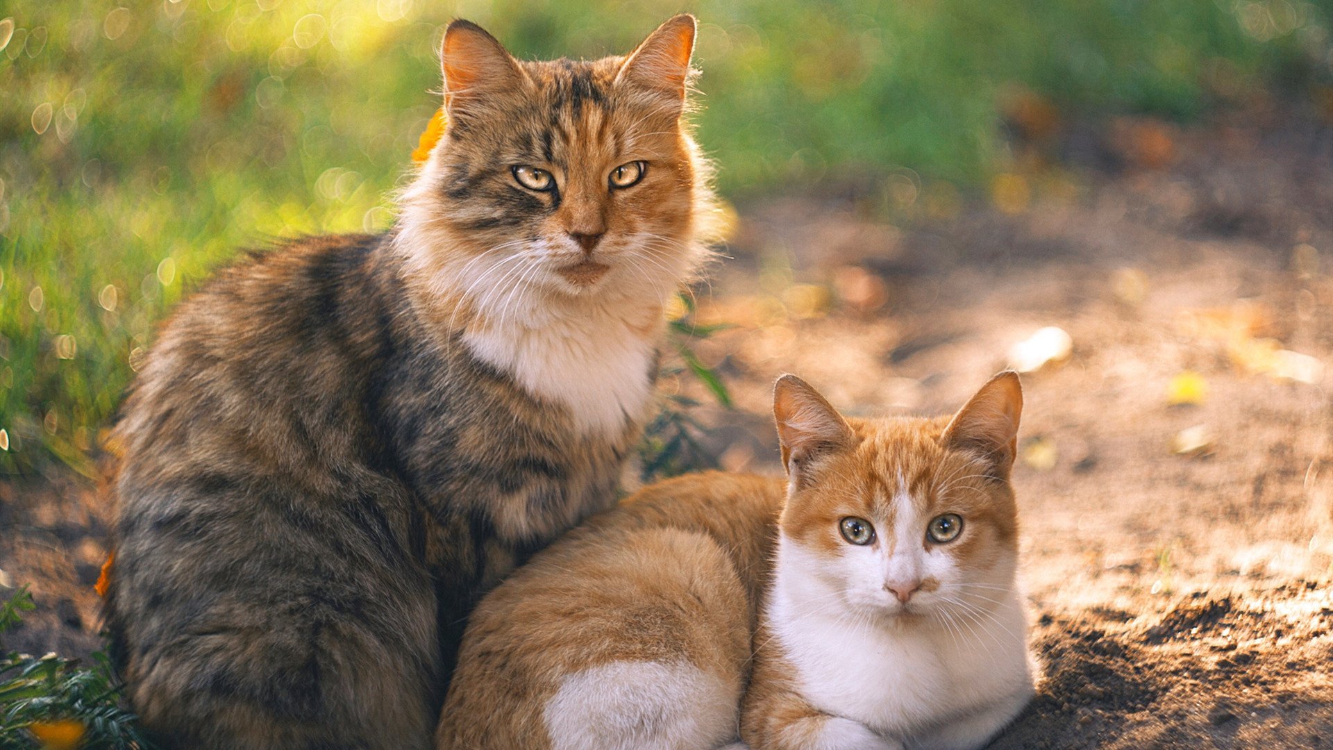 AIYOUXI.COM-希腊女篮在欧洲锦标赛中再夺金牌，传承强队传统，希腊篮球世锦赛