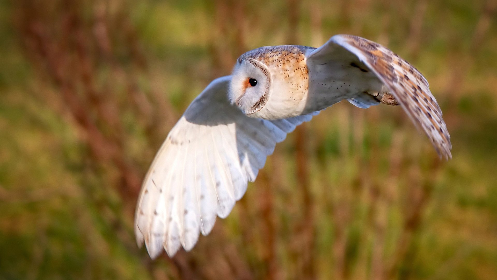 帕特森展现了卓越的战术适应能力，带领袋鼠队战胜强敌，《帕特森》