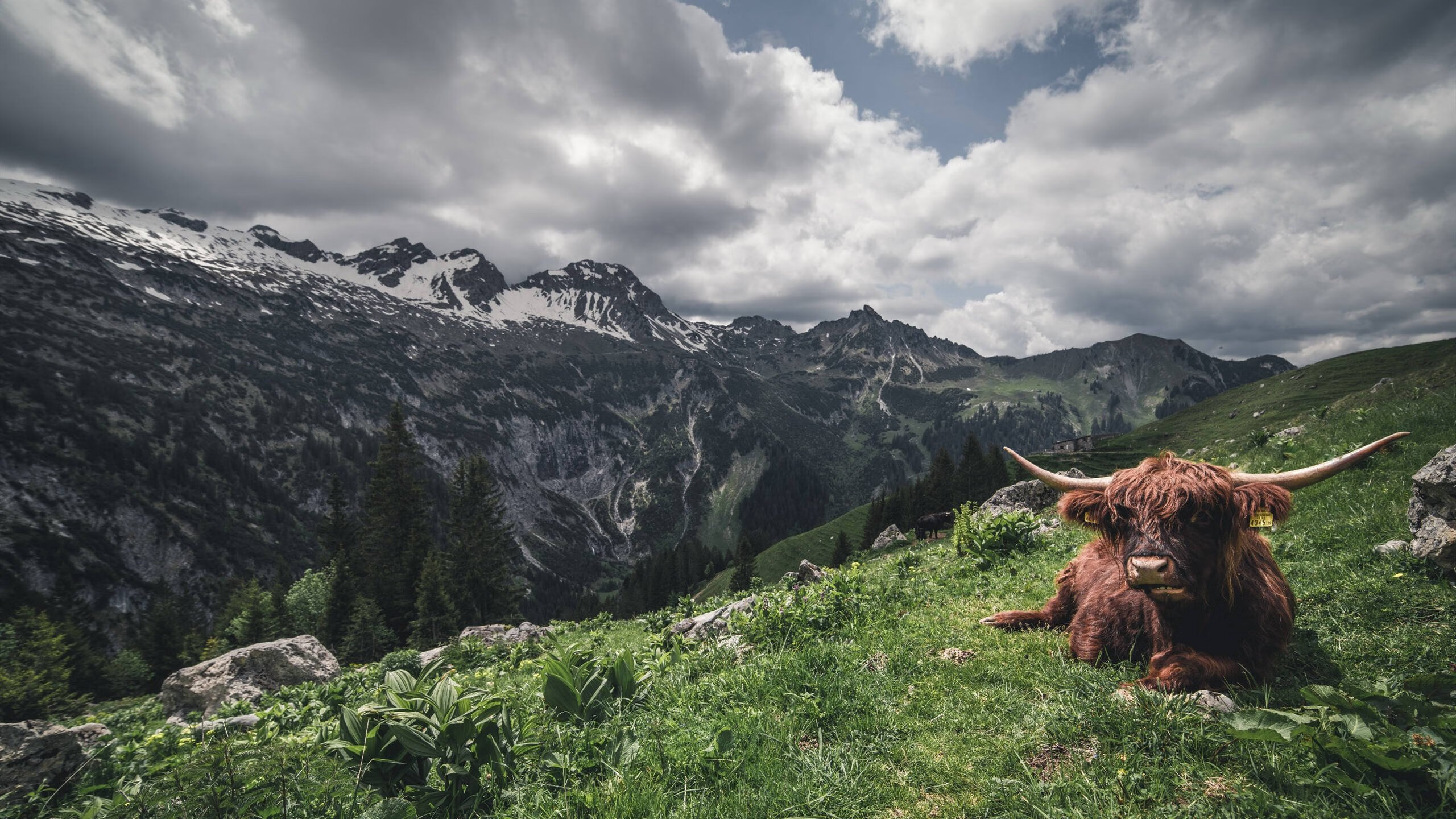 德甲决赛：跌宕起伏的升降机比赛，英甲升降机规则