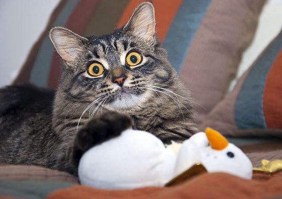 职业球员社交影响力增强个人品牌价值持续上升，球员社交软件是什么