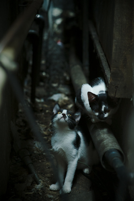 青训系统引入AI评估机制通过数据辅助科学选拔潜力新星,青训训练